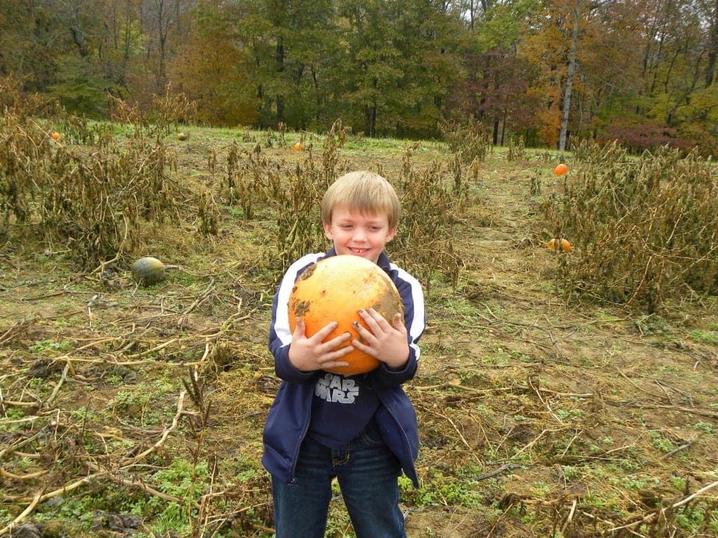 Pumpkin Patch/Corn Maze