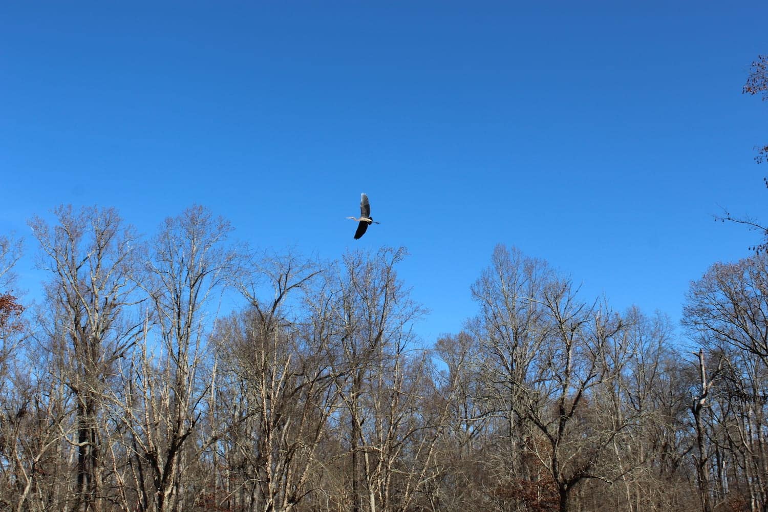 Levi Jackson Wilderness Road State Park