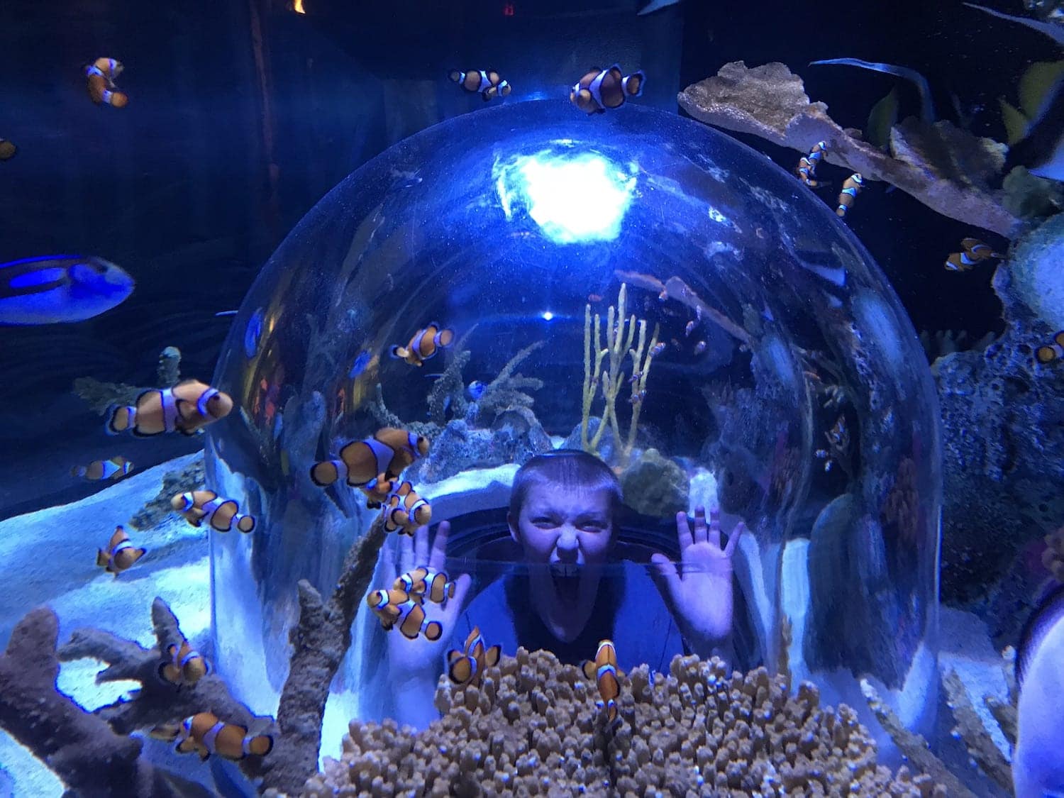 SEALIFE Aquarium at Mall of America