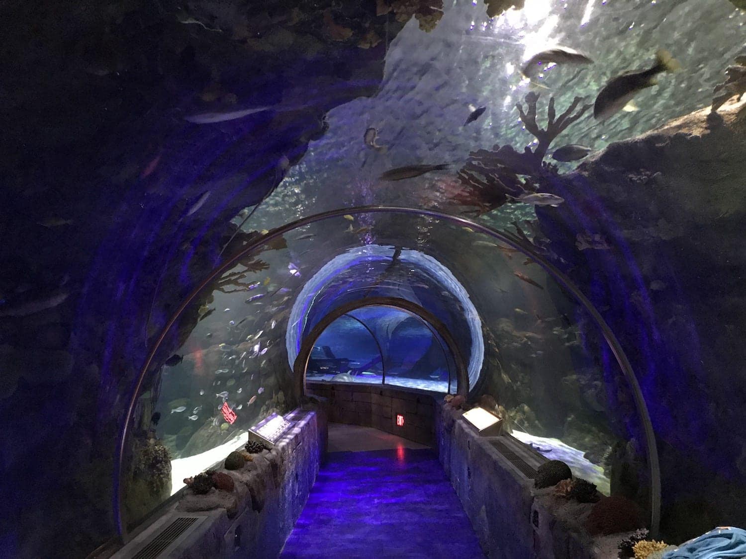 SEALIFE Aquarium at Mall of America