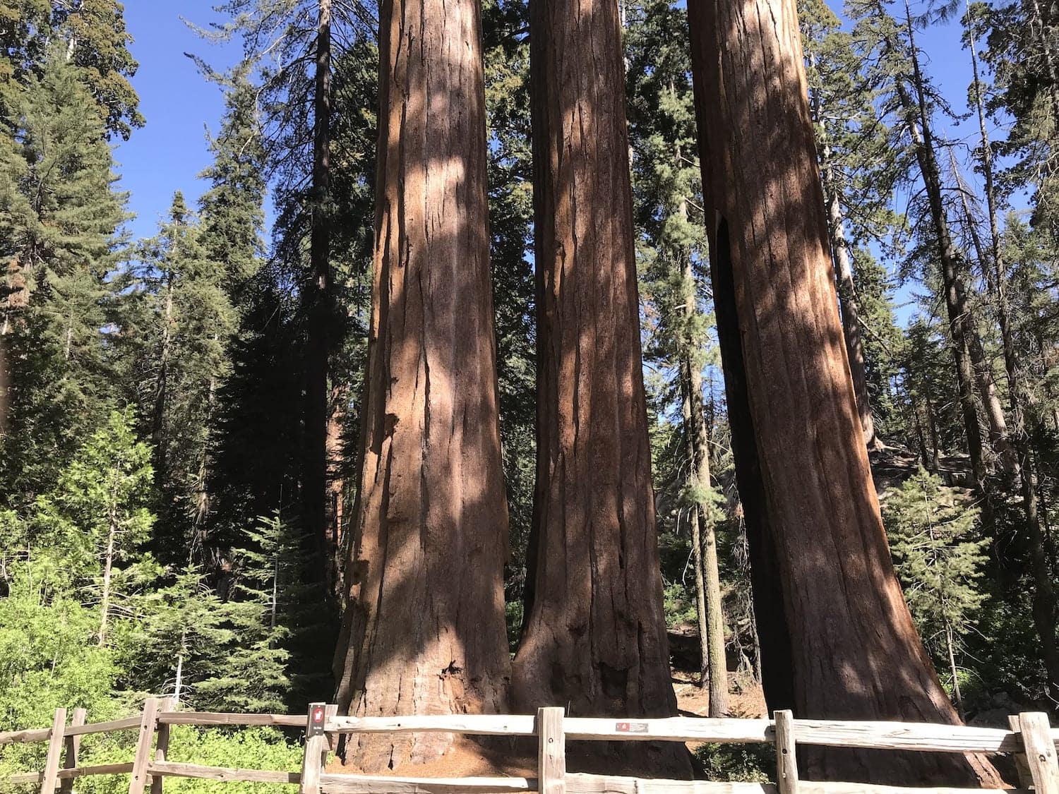 Sequoia National Park