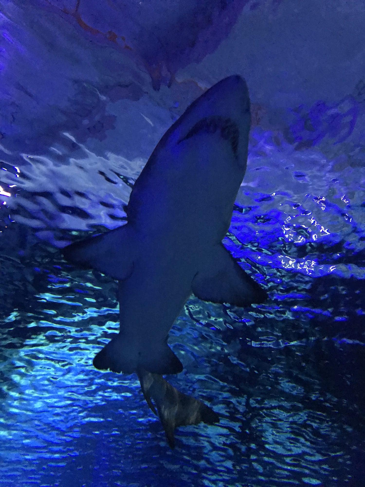 Shark tank at SEALIFE Aquarium at Mall of America