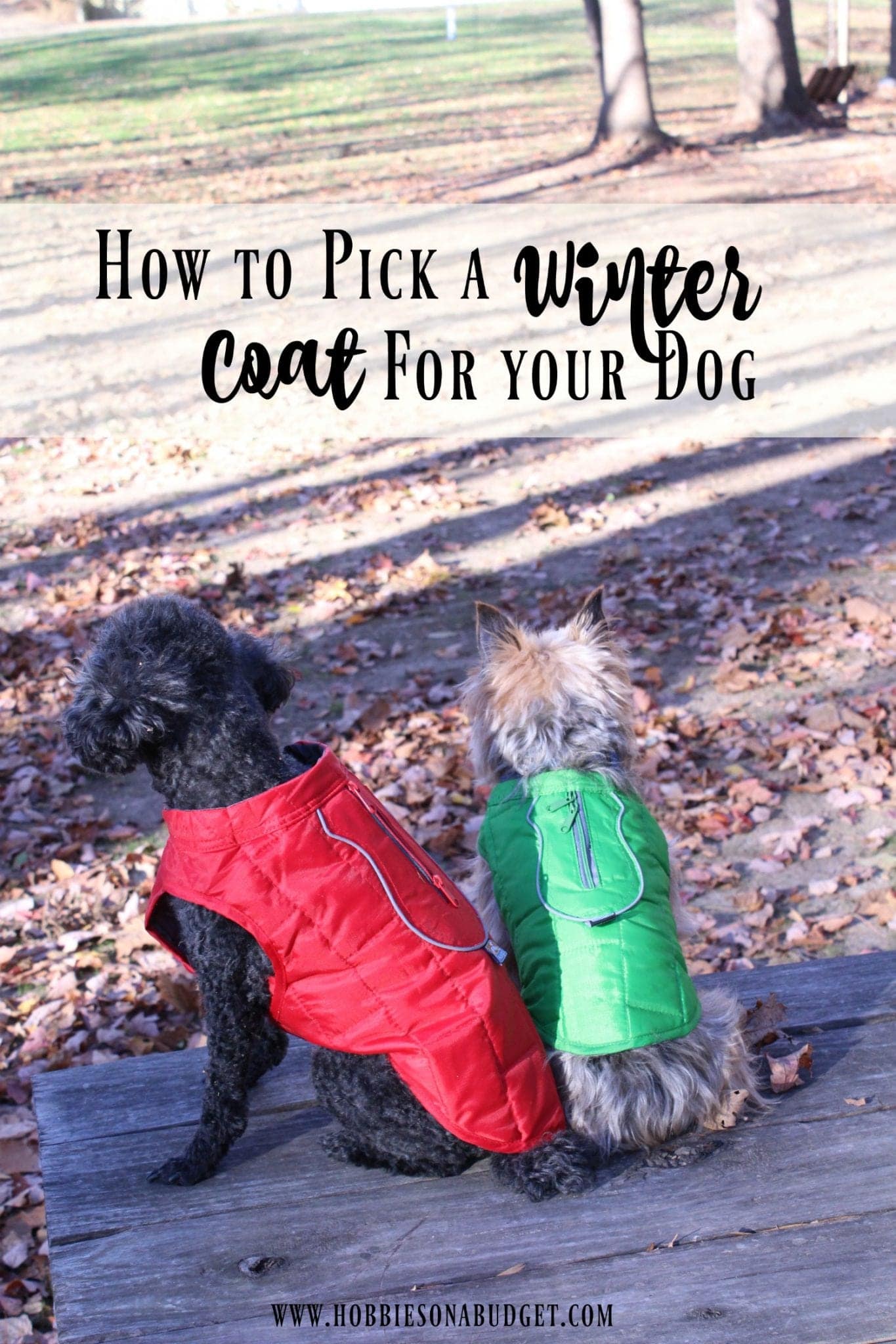 winter-coat-for-your-dog