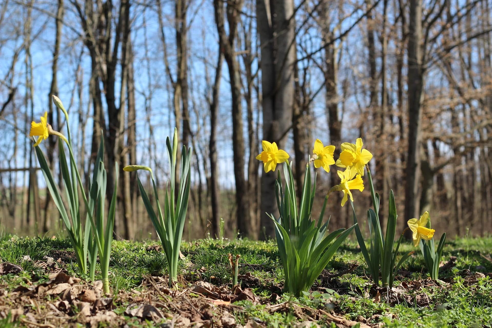 daffodils april 17