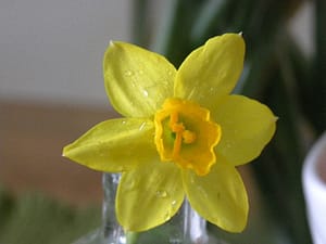 daffodils 32 2