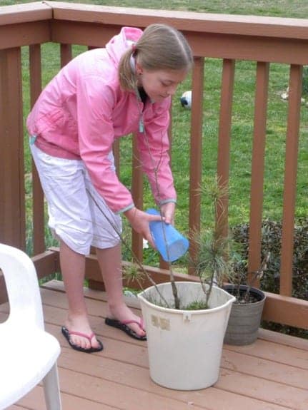 Plant a tree in a bucket to keep it alive.