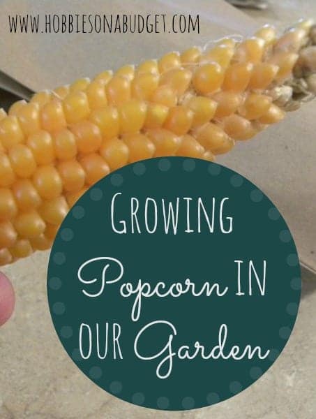 growing popcorn