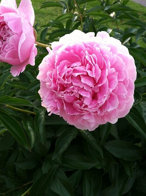 cut-peonies