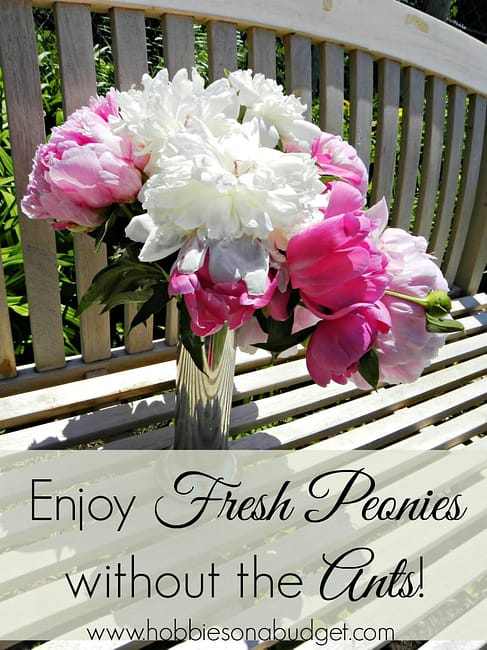 fresh-peonies