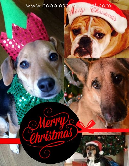 merry-christmas-from-dogs