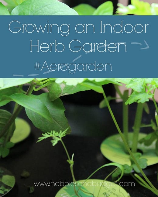 indoor-herb-garden