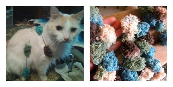 Even Casper loves the pompadoodle yarn!