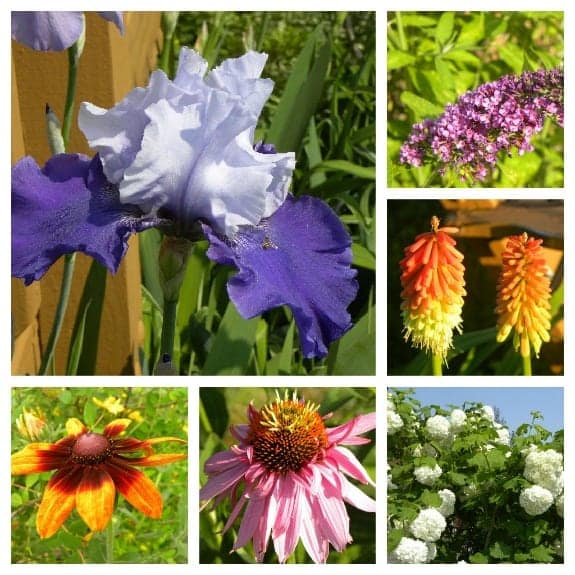 flower collage Journey as a Flower Gardener