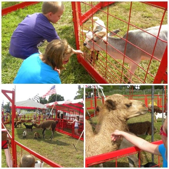 Petting Zoo Area