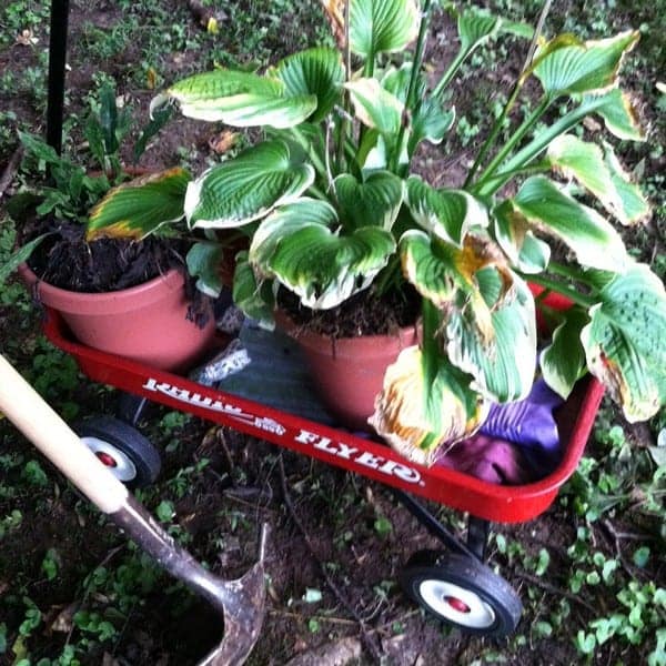 SHARON - shade garden plants_tn