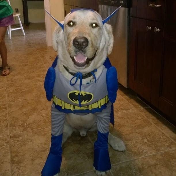 super-heroes-pet-costume