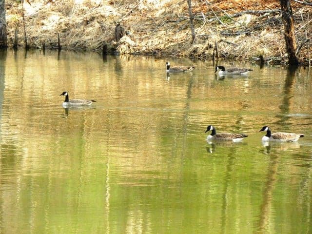 hiking geese