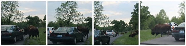Elk Bison Prairie National Recreation Area