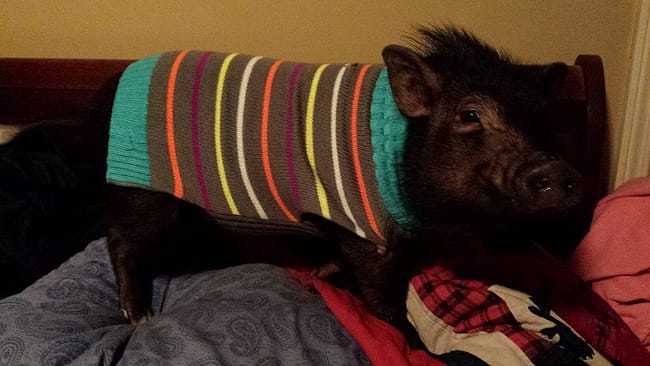 paisley-the-pig