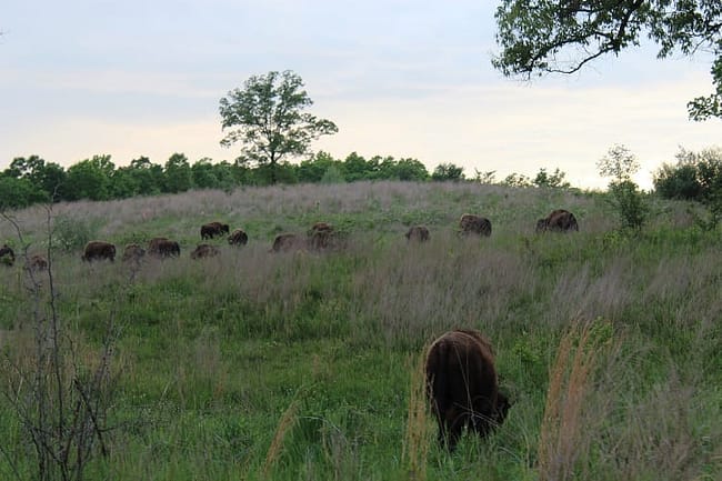 Elk Bison Prairie National Recreation Area