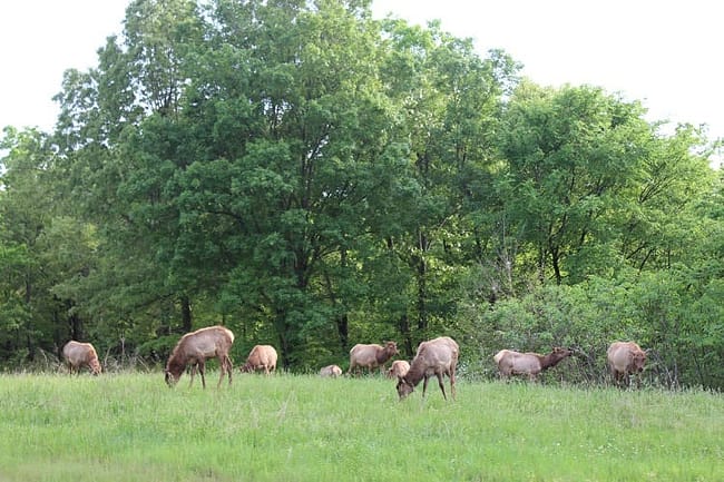 elk bison prairie 5 elk herd