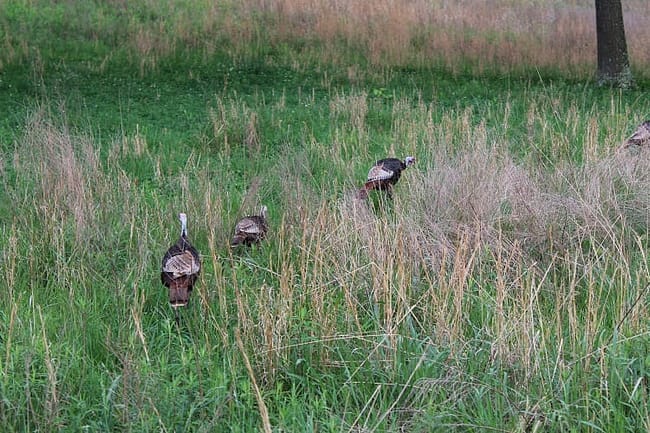 Elk Bison Prairie National Recreation Area
