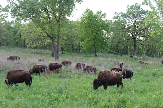 Elk & Bison Prairie National Recreation Area