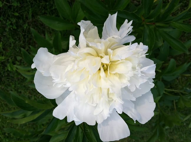 cut-peonies