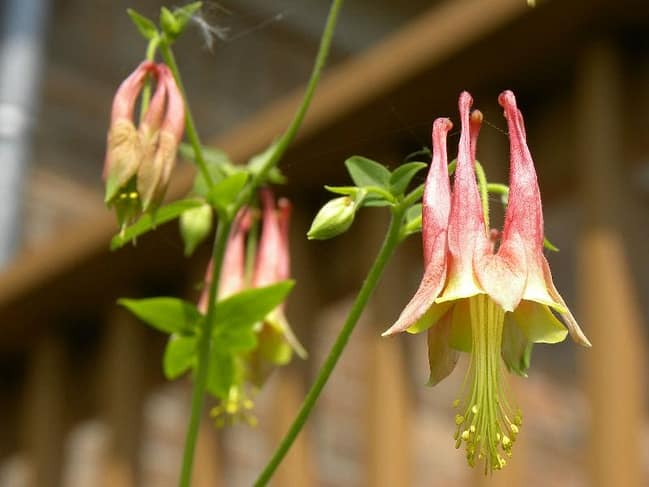 columbine-flower-spring