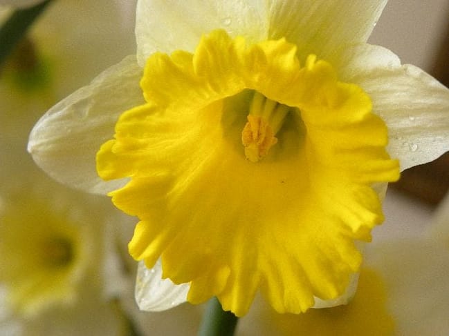 daffodils