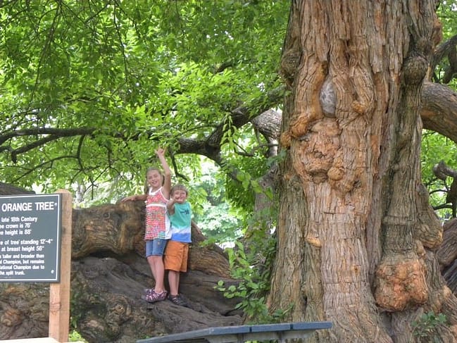 nonnapapaw0003 Osage Orange Tree Harrodsburg KY