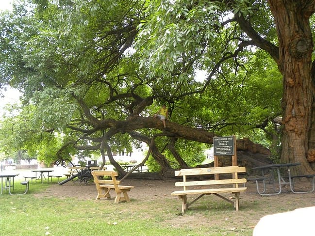 nonnapapaw0005 Osage Orange Tree Harrodsburg KY