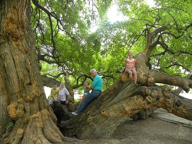 nonnapapaw0017 Osage Orange Tree Harrodsburg KY