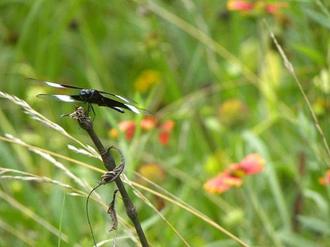dragon fly McConnell Springs