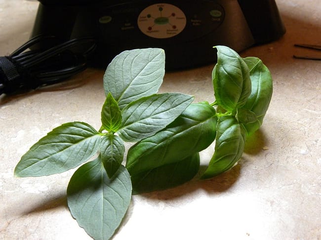 fresh-basil