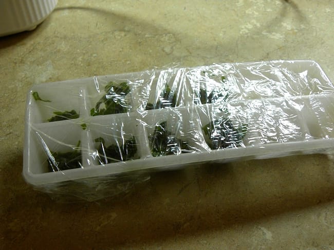 basil wrap freeze_tn