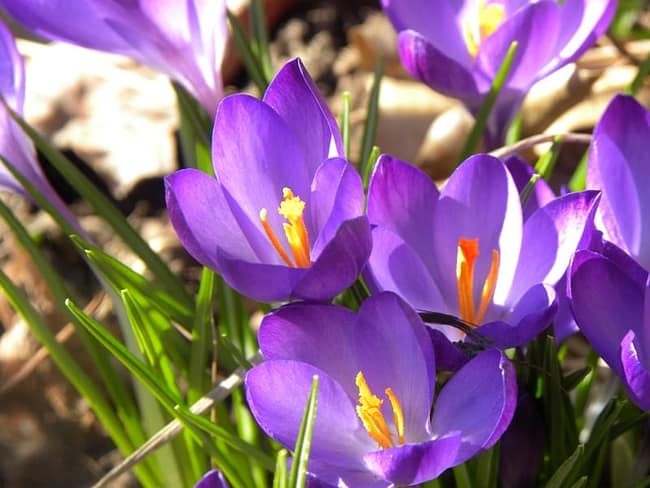 crocuses-3-21