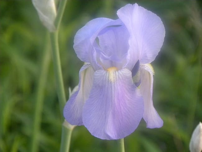 iris-flower-journal