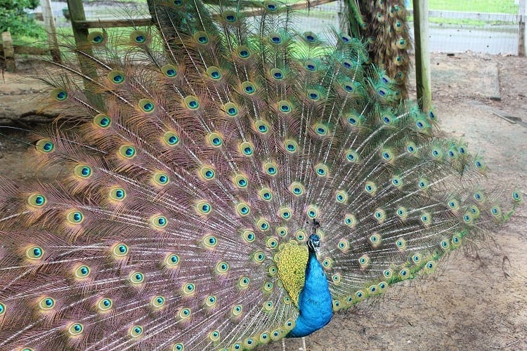 pattis peacock