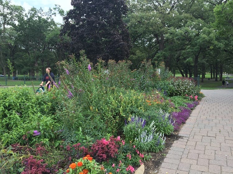 Wildflowers at Minnehaha Falls in Minneapolis Minnesota