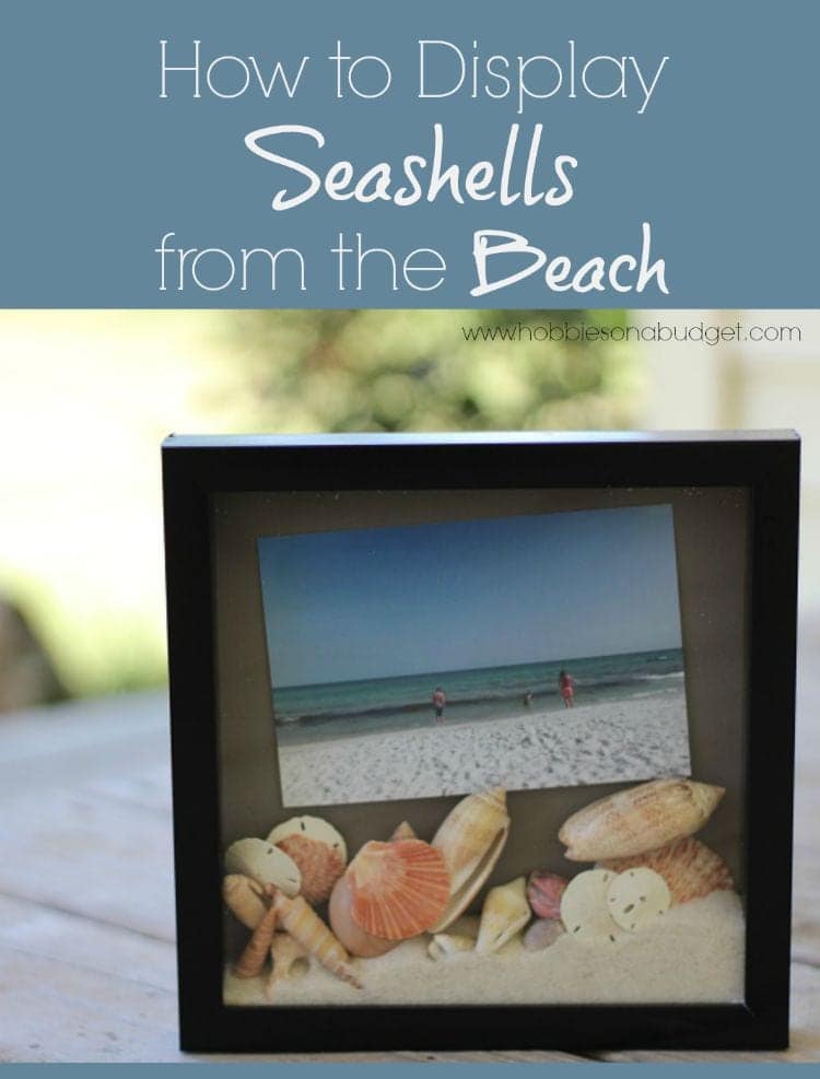 display-seashell-memories