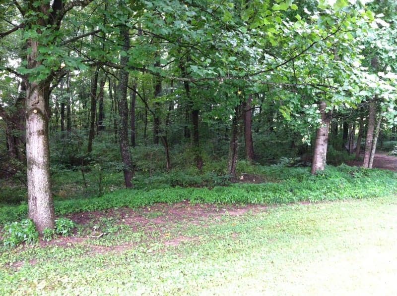 SHARON - shade garden starting spot_tn