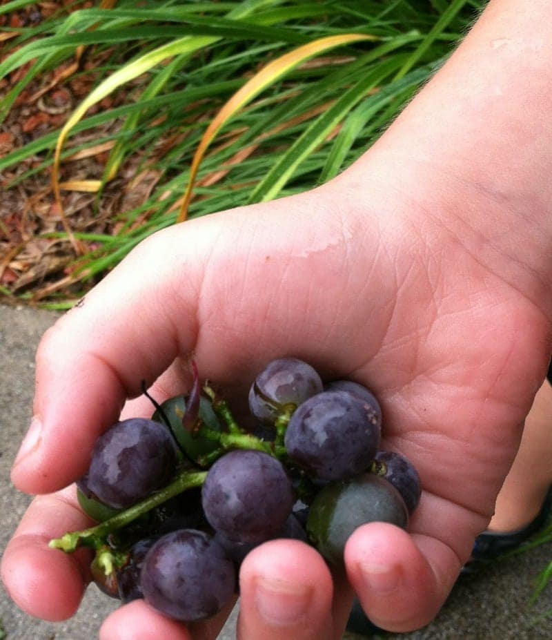 grapes in hand